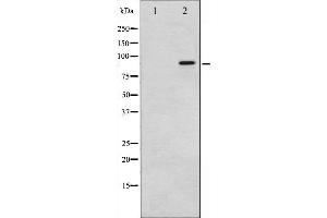 Western blot analysis of p95/NBS1 phosphorylation expression in Jurkat whole cell lysates,The lane on the left is treated with the antigen-specific peptide. (Nibrin antibody  (pSer343))