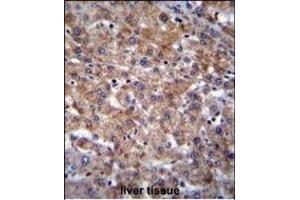 PLEKHA4 Antibody (N-term) (ABIN655718 and ABIN2845168) immunohistochemistry analysis in formalin fixed and paraffin embedded human liver tissue followed by peroxidase conjugation of the secondary antibody and DAB staining. (PLEKHA4 antibody  (N-Term))