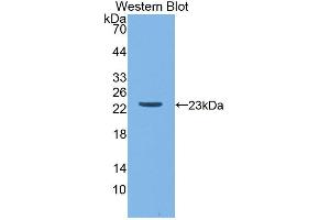 Figure. (Apolipoprotein M antibody  (AA 23-188))