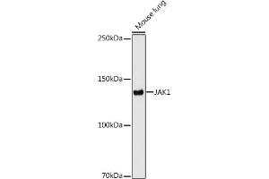Western blot analysis of extracts of Mouse lung cells, using J antibody (ABIN7268036) at 1:1000 dilution. (JAK1 antibody)
