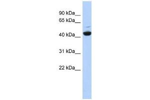 ATP6V1C1 antibody used at 1 ug/ml to detect target protein. (ATP6V1C1 antibody  (N-Term))