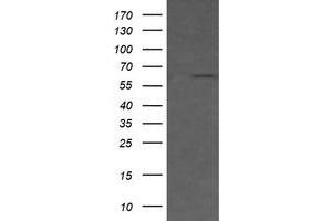 Image no. 1 for anti-CD19 Molecule (CD19) antibody (ABIN1497183) (CD19 antibody)