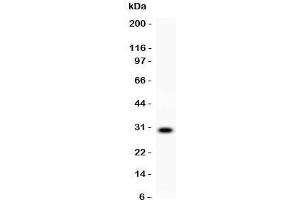 Western blot testing of CD8 antibody and recombinant human protein (0. (CD8 antibody  (AA 22-187))