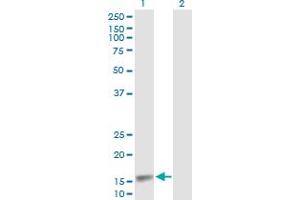 Western Blot analysis of CDA expression in transfected 293T cell line by CDA MaxPab polyclonal antibody. (CDA antibody  (AA 1-146))