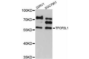 Western blot analysis of extracts of various cell lines, using TFCP2L1 antibody (ABIN5999030) at 1/1000 dilution.