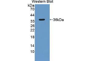 Western blot analysis of the recombinant protein. (SYNE1 antibody  (AA 30-283))