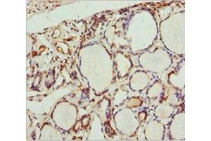 Immunohistochemistry of paraffin-embedded human thyroid tissue using ABIN7168663 at dilution of 1:100 (SCRN2 antibody  (AA 176-425))