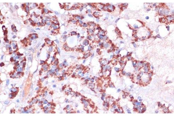 MRPL23 antibody
