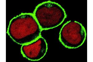 Confocal Microscopy (CM) image for anti-Linker For Activation of T Cells Family, Member 2 (LAT2) (AA 91-243), (Cytoplasmic Domain) antibody (ABIN94439)