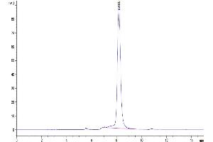 The purity of Cynomolgus 4-1BB Ligand is greater than 95 % as determined by SEC-HPLC. (TNFSF9 Protein (AA 68-251) (Fc Tag))