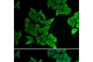 Immunofluorescence analysis of HeLa cells using GJA5 Polyclonal Antibody (Cx40/GJA5 antibody)