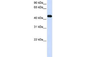 WB Suggested Anti-MKRN2 Antibody Titration:  0. (MKRN2 antibody  (C-Term))
