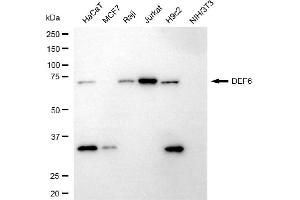 anti-Differentially Expressed in FDCP 6 Homolog (DEF6) antibody