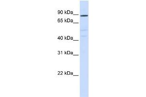 ATP6V0A2 antibody - N-terminal region  validated by WB using HeLa cells at 1:300.