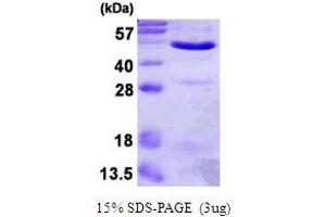 SDS-PAGE (SDS) image for Annexin A7 (ANXA7) (AA 1-466) protein (His tag) (ABIN667672)