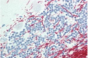 ABIN302137 (5µg/ml) staining of paraffin embedded Human Cerebellum. (GCH1 antibody  (Internal Region))
