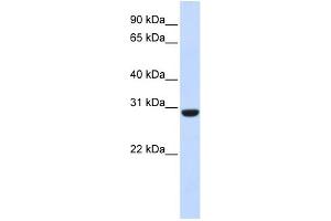 RCAN1 antibody  (Middle Region)