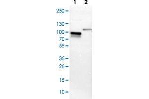 Western blot analysis of Lane 1: NIH-3T3 cell lysate (Mouse embryonic fibroblast cells), Lane 2: NBT-II cell lysate (Rat Wistar bladder tumour cells) with SH3KBP1 polyclonal antibody . (SH3KBP1 antibody)