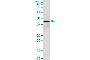 GOT1 MaxPab rabbit polyclonal antibody. (GOT1 antibody  (AA 1-413))