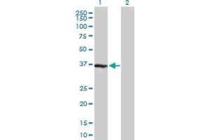 Western Blot analysis of ZWINT expression in transfected 293T cell line by ZWINT MaxPab polyclonal antibody.