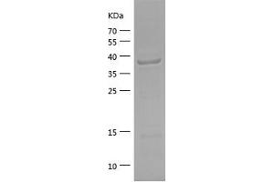 Western Blotting (WB) image for Eukaryotic Translation Initiation Factor 5A (EIF5A) (AA 1-154) protein (His-IF2DI Tag) (ABIN7122856) (EIF5A Protein (AA 1-154) (His-IF2DI Tag))