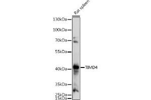 Western blot analysis of extracts of Rat spleen, using TIMD4 antibody (ABIN7270705) at 1:1000 dilution.