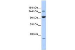 Image no. 1 for anti-Zinc Finger and BTB Domain Containing 40 (ZBTB40) (AA 1115-1164) antibody (ABIN6740377) (ZBTB40 antibody  (AA 1115-1164))