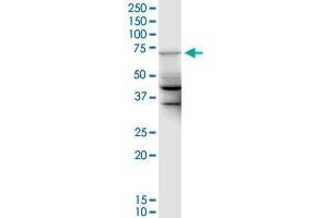 MGC42638 monoclonal antibody (M01), clone 2F7. (UBE2DNL antibody  (AA 1-75))