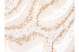 anti-Ubiquitin Specific Peptidase 7 (Herpes Virus-Associated) (USP7) (AA 1-50) antibody