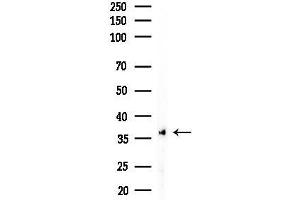 Western blot analysis of lysates from Hela cells(heat-shock,45 min treatment), using SFRP3 Antibody at 1/1000 dilution.