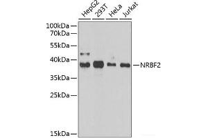 Western blot analysis of extracts of various cell lines using NRBF2 Polyclonal Antibody at dilution of 1:1000. (NRBF2 antibody)
