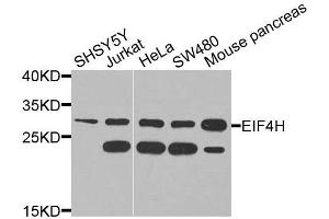Western blot analysis of extracts of various cell lines, using EIF4H antibody (ABIN6003661) at 1/1000 dilution. (EIF4H antibody)