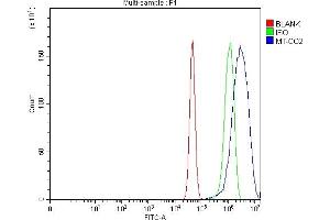 anti-Cytochrome C Oxidase Subunit II (COX2) (AA 1-205) antibody