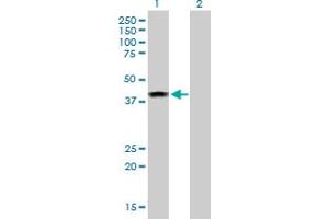 Western Blot analysis of ELAC1 expression in transfected 293T cell line by ELAC1 MaxPab polyclonal antibody.