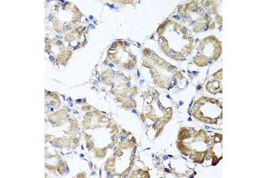 Immunohistochemistry of paraffin-embedded human stomach using MGAT1 antibody.