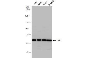 ME1 antibody