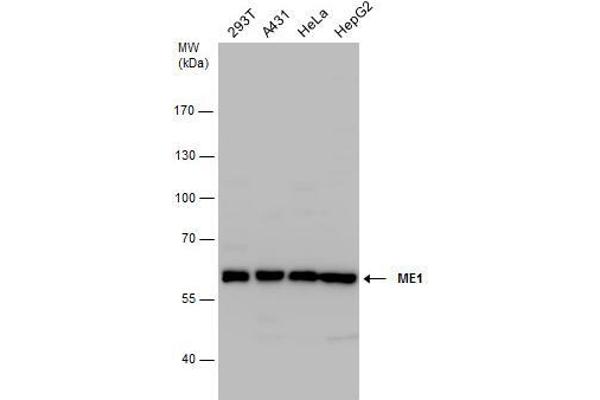 ME1 antibody