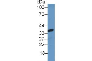 Detection of CX37 in Rat Heart lysate using Polyclonal Antibody to Connexin 37 (CX37) (GJA4 antibody  (AA 79-328))
