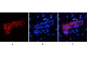Immunofluorescence analysis of human liver tissue. (Cytokeratin 7 antibody)