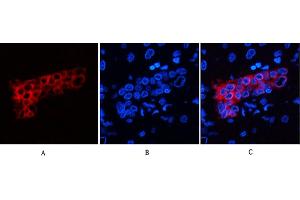 Immunofluorescence analysis of human liver tissue. (Cytokeratin 7 antibody)