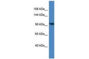 ZBTB4 antibody  (C-Term)