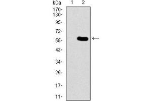 Western Blotting (WB) image for anti-Guanine Nucleotide Binding Protein-Like 3 (Nucleolar) (GNL3) (AA 1-226) antibody (ABIN1845783) (Nucleostemin antibody  (AA 1-226))