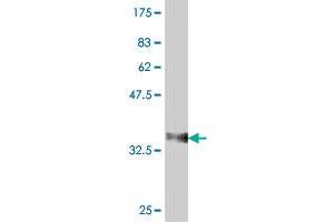 Western Blot detection against Immunogen (37. (RPL34 antibody  (AA 18-117))