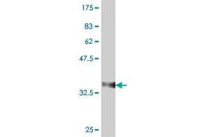 Western Blot detection against Immunogen (37. (RPL34 antibody  (AA 18-117))