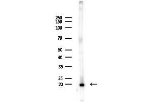 anti-Scleraxis (SCXA) (Internal Region) antibody