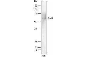 Raji lysates probed with RelB Polyclonal Antibody, Unconjugated  at 1:300 dilution and 4˚C overnight incubation. (RELB antibody  (AA 161-260))