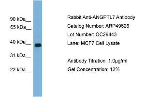 WB Suggested Anti-ANGPTL7  Antibody Titration: 0. (ANGPTL7 antibody  (Middle Region))