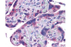 Anti-NLRP10 antibody IHC of human placenta. (NLRP10 antibody  (N-Term))
