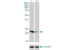 Western blot analysis of CAPS over-expressed 293 cell line, cotransfected with CAPS Validated Chimera RNAi (Lane 2) or non-transfected control (Lane 1).