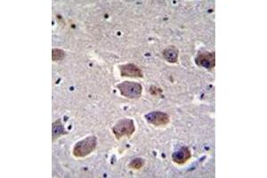 Immunohistochemistry analysis in formalin fixed and paraffin embedded human brain tissue reacted with NAT12 Antibody (C-term) followed which was peroxidase conjugated to the secondary antibody and followed by DAB staining. (NAA30 antibody  (C-Term))